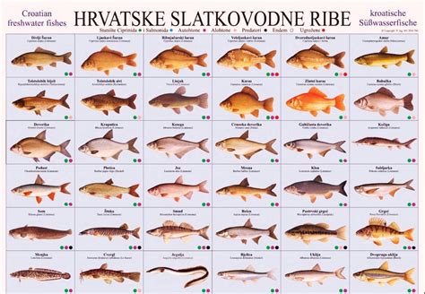 različne vrste svežih morskih rib in školjk