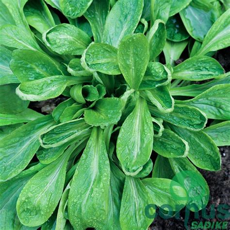 Zbirka fotografij zelenjave, primerne za vlažna tla (ohrovt, endivija, špinača, motovilec, Pak Choi)