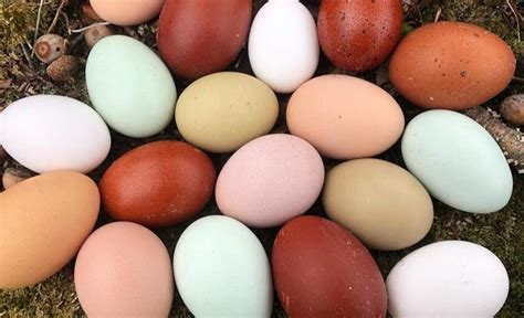 Thematic photo of chicken eggs of various sizes and colors