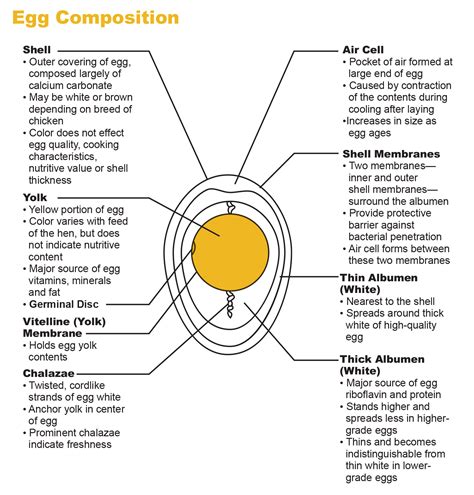 Infographic showing the percentage composition of a chicken egg (shell, white, yolk)