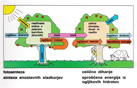 prikaz hranilnih snovi v špinači (infografika)