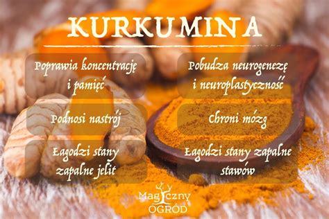Infografika: mehanizem absorpcije kurkumina s piperinom in maščobami