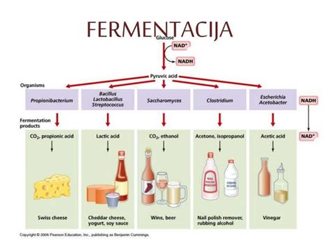 Infografika, ki prikazuje proces fermentacije s primeri živil