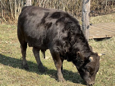 Fotografija: Govedo na slovenski pašnikih
