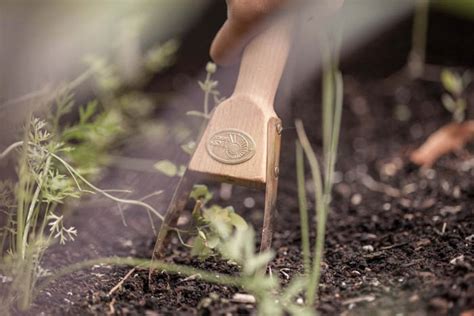 ročno odstranjevanje listnih uši z rokavicami