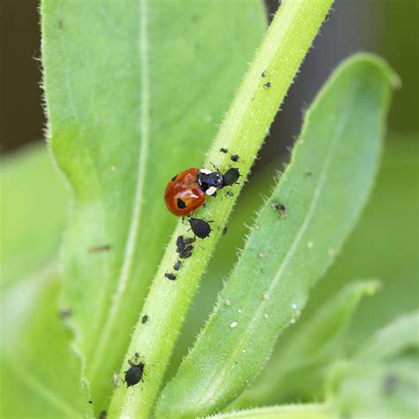 lička pikapolonice, ki se prehranjuje z listnimi ušmi