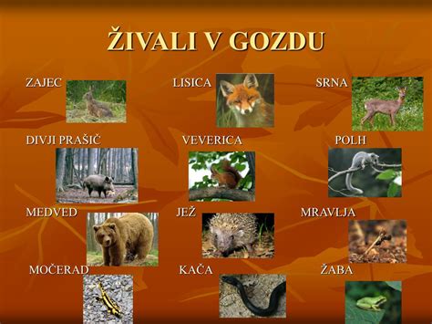 Ilustracija gozdnih živali, ki v jesenskem gozdu nabirajo plodove za pripravo ozimnice.