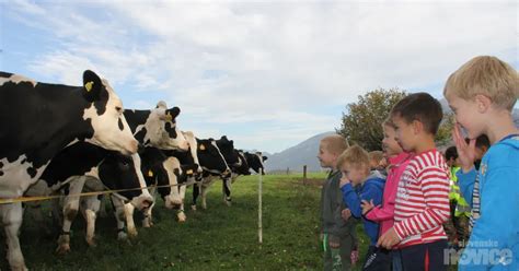 krave na paši, ki dajejo kakovostno mleko za sir