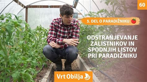 Shema pravilnega odstranjevanja listja pri paradižniku