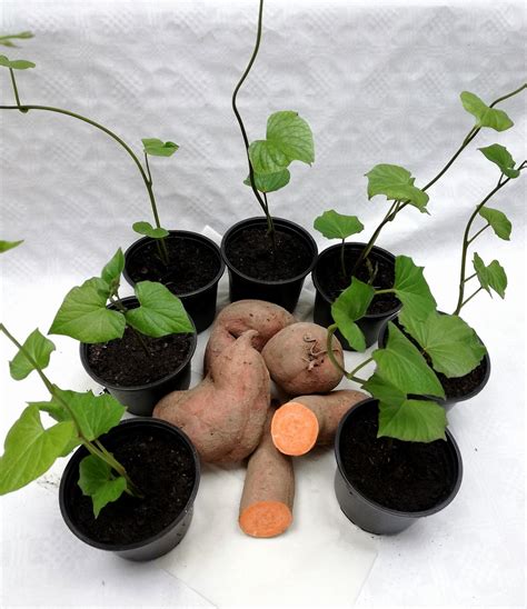 infografika o hranilni vrednosti sladkega krompirja