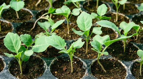 Photo showing kale seedlings