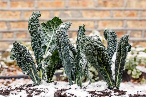 Photo of kale covered in snow