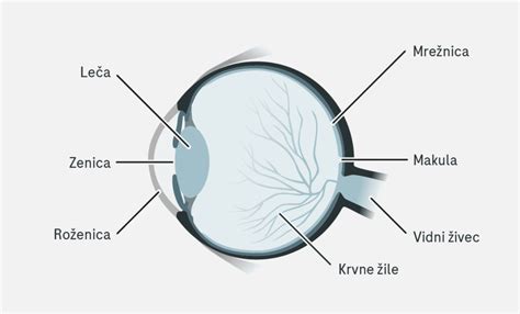Anatomska shema lignja z označenimi deli, kot so lovke, plašč, pero in oči
