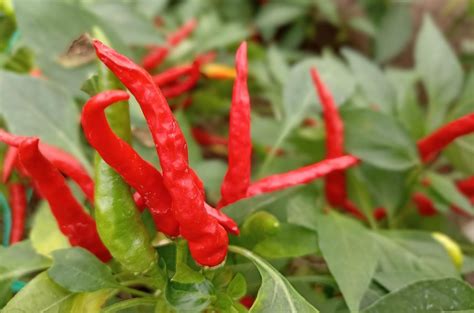 infografika: Botanična klasifikacija rodu Capsicum in molekula kapsaicina