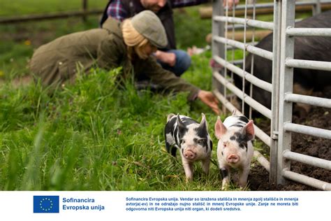 dehesas, naravno okolje iberskih prašičev v Španiji