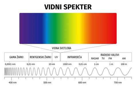 Ilustracija: Oko in vidni spekter, poudarek na rodu rodopsina