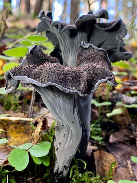 Temno siva ali črna lijakasta goba Craterellus cornucopioides v gozdu