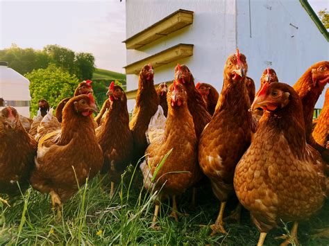 kokoši na kmetiji v prosti reji