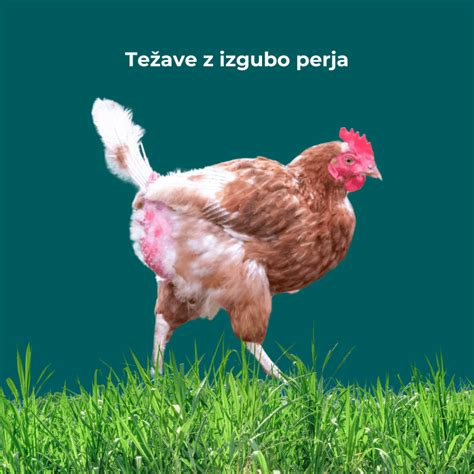 Shema, ki prikazuje povezavo med pasmo kokoši, barvo perja in ušesnih mečic ter barvo jajčne lupine