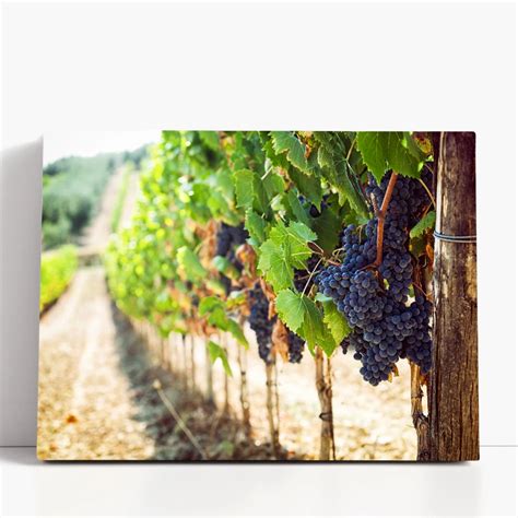fotografija vinograda z grozdjem, simbolizira boj proti boleznim