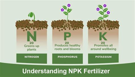 infografika o potrebah plodovk po hranilih (N, P, K, Ca, Mg)