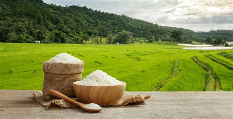 Tematska fotografija: Polje riža ali raznovrstni riži v posodicah