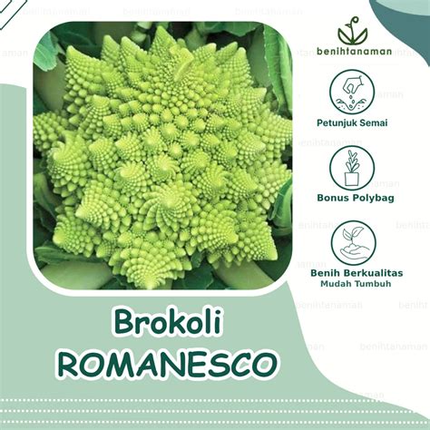 Romanesco brokoli s fraktalno strukturo