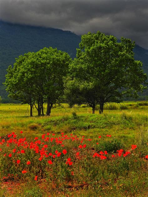 fotografija bučnega polja