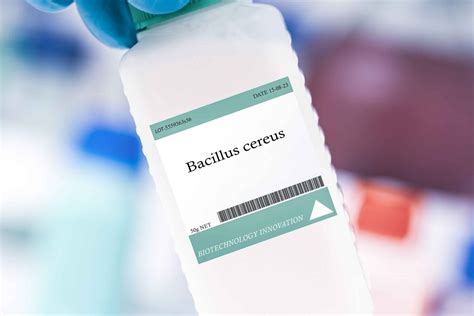 Infografika o varnosti hrane in bakteriji Bacillus cereus
