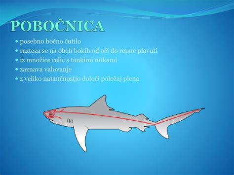 infografika čutil morskega psa: voh, vid, pobočnica, elektroreceptorji