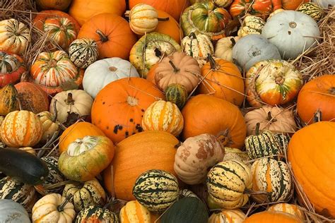 Zbirka različnih sort buč, primernih za juho (hokaido, maslena, muškatna)