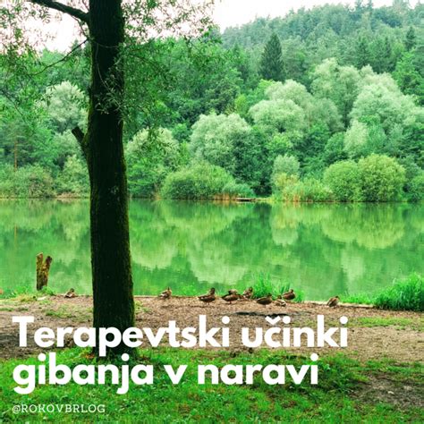 mladič ovsa v naravi