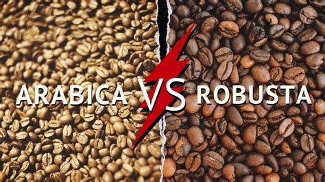 Infografika: primerjava okusov in lastnosti Arabice in Robuste