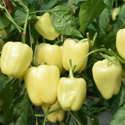 Galerija slik različnih sort paprik: rumena babura, zelena babura, rdeča podolgovata paprika.