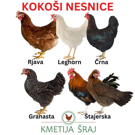 Tabela povprečne nesnosti po pasmah kokoši