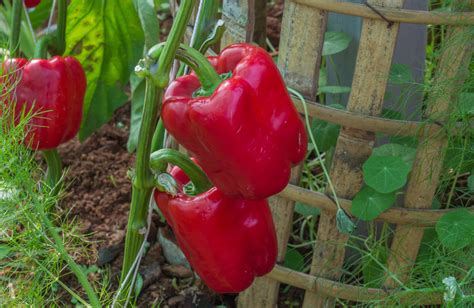 Tematsko fotografija: sveža paprika na vrtu ali pultu