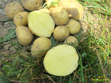 Ilustracija različnih vrst krompirja, primernih za solato