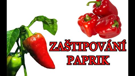 Infografika: Koraki polnjenja paprik z zeljem