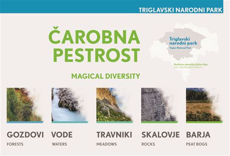 Ilustracija različnih vrst paradižnikov, ki prikazuje njihovo barvno pestrost od rdeče do rumeno-zelene.