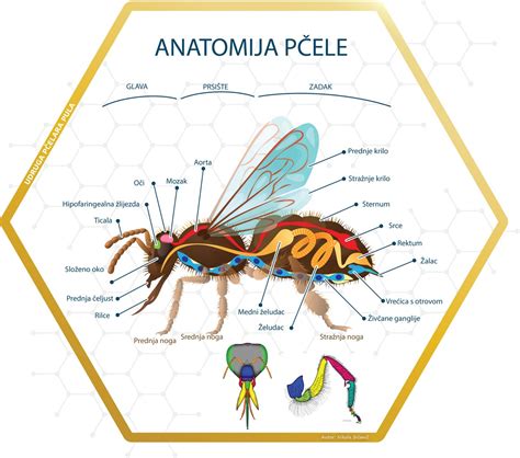 Infografika: Anatomija popolnega štruklja - testo, nadev, zvijanje