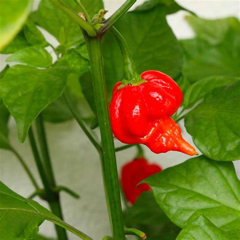 rastlina čilija Trinidad Scorpion