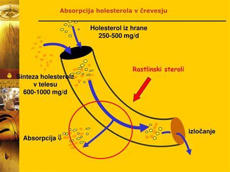 Infografika: Sinteza holesterola in delovanje statinov