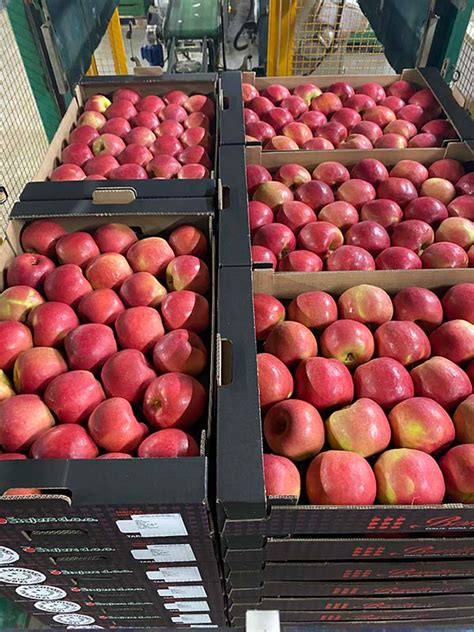 Fotografija različnih vrst jabolk, primernih za pito, npr. Granny Smith