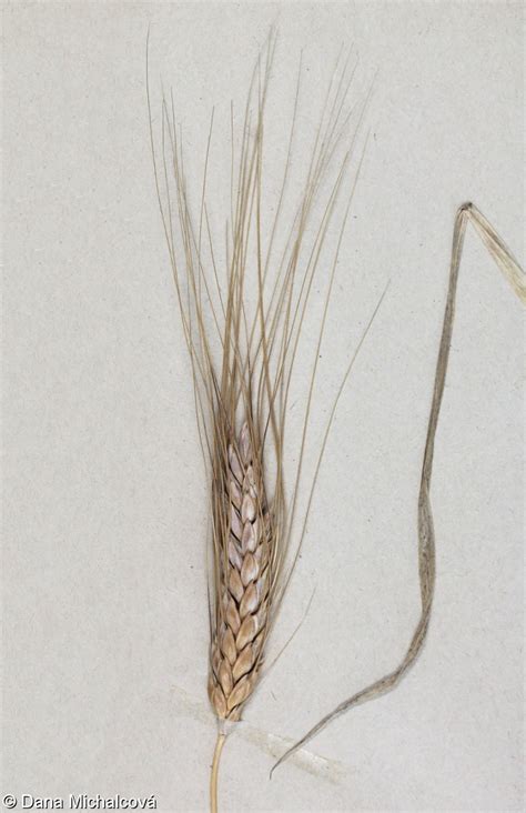 shema primerjave zrn navadne pšenice in durum pšenice ter njihovih produktov