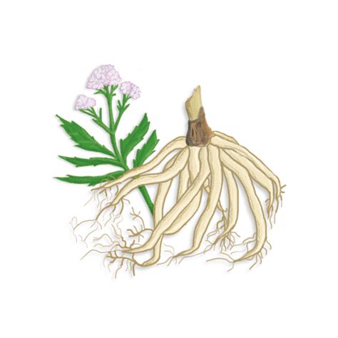 Ilustracija rastline baldrijana z detajli korenine in cvetov