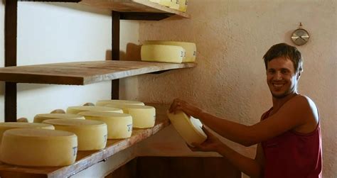 Mlad moški obrača kolute sira na lesenih policah