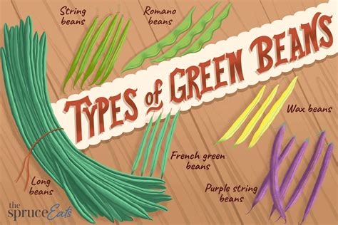 Infographic showing different types of green beans (green, yellow, purple)