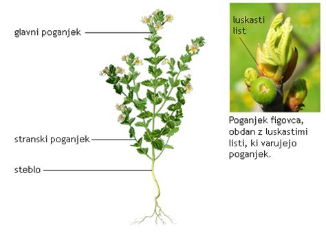 shema rastline luštrek z označenimi deli (korenina, steblo, listi, cvetovi)