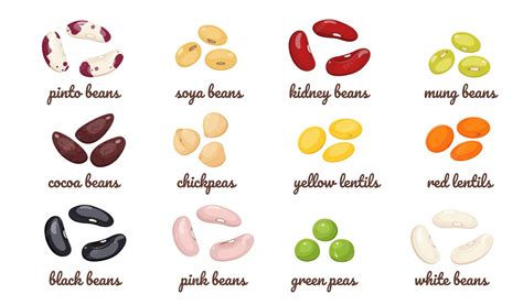 Illustration of different types of beans: low growing and climbing