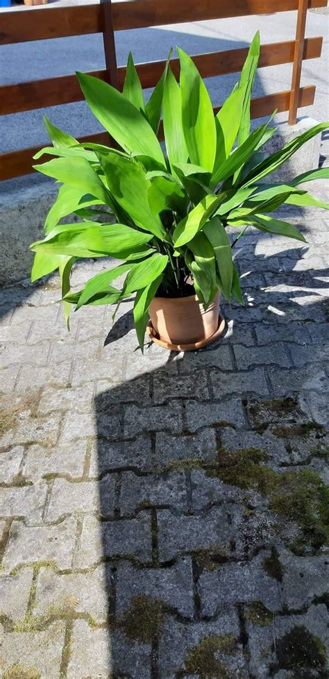 fotografija prebranaca v glineni posodi
